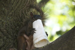 squirrel eating Styrofoam 