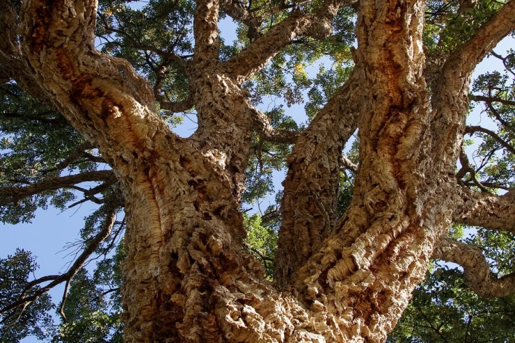 Cork tree