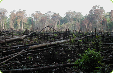 https://ecofreek.com/wp-content/uploads/2019/09/Deforestation.jpg