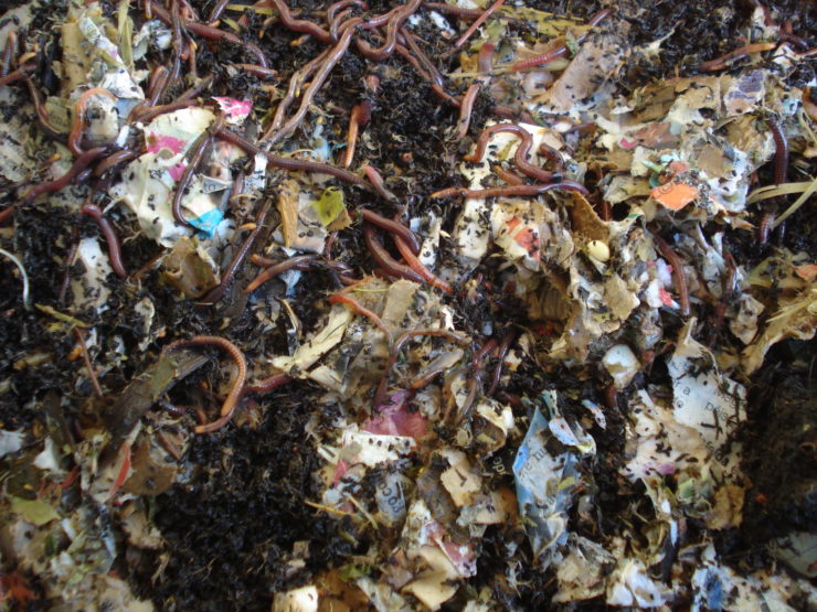 worms eating cardboard in compost heap