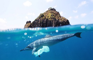 Plastic bag attached to a dolphin